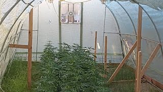smoke with yah an greenhouse update + Seed packaging by Black G 420