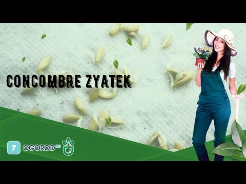 , title : 'Concombre Zyatek'