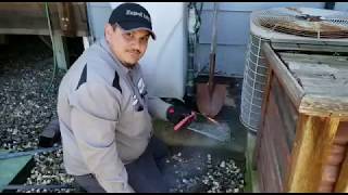 West Sacramento Pest Control - Smoking out rodents