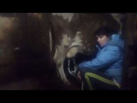 Доение второй коровы маши