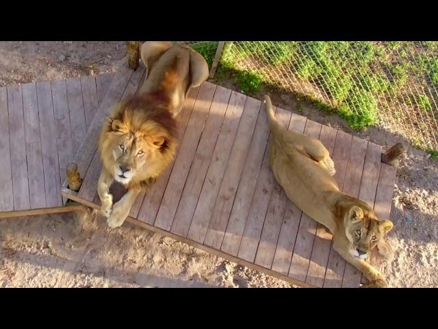 42 Best Images Big Cat Habitat Reviews - Big Cat Habitat and Gulf Coast Sanctuary (Sarasota) - All ...