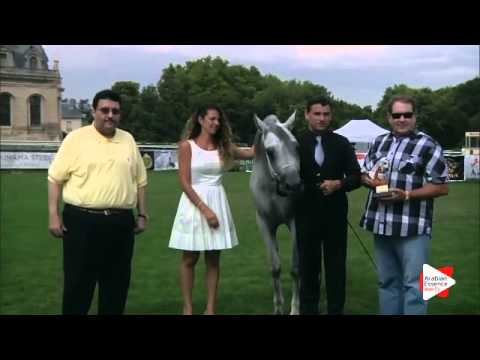 3rd Place N.28 WADAD ZAMANI - Chantilly 2015 AWC - Mares Championship (Class 13)