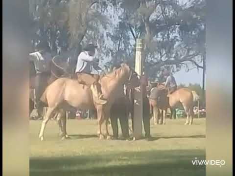 Gran jineteada con el basto de "beby" López