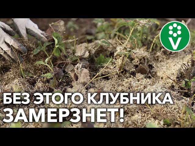 КАК УКРЫТЬ САДОВУЮ ЗЕМЛЯНИКУ НА ЗИМУ и что делать с МУЛЬЧЕЙ весной?