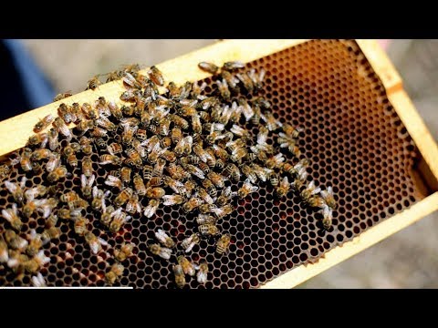 download lagu mp3 mp4 Beekeeper Columbus Ohio, download lagu Beekeeper Columbus Ohio gratis, unduh video klip Beekeeper Columbus Ohio