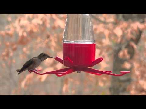 Female Rufous Hummingbird in Alabama