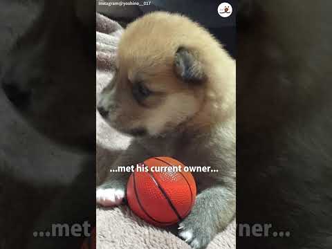 Rescued Dog Fuku, Named for Happiness