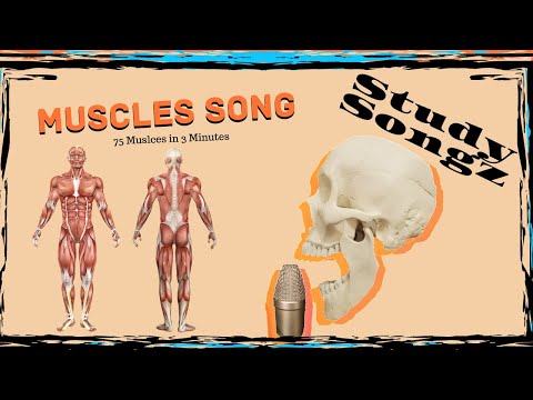 Muscles Song - Study Songz - 75 muscles of the skeletal system