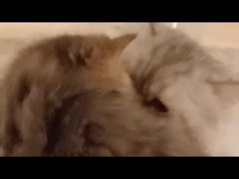 القط  الكيوت يلعب مع والده لاول مره 😻The cute cat, Arko, plays with his father for the first time