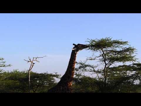Giraffes in the Serengeti1