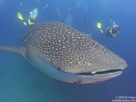 download lagu mp3 mp4 Dotted Shark, download lagu Dotted Shark gratis, unduh video klip Dotted Shark