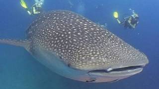 Whale Shark - Facts