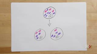 How mitochondrial diseases are inherited