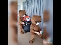 Teddy Funny Tik Tok Trend