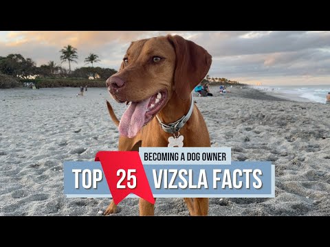 Everything You Need to Know About Vizslas
