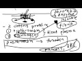Blood Clotting Process