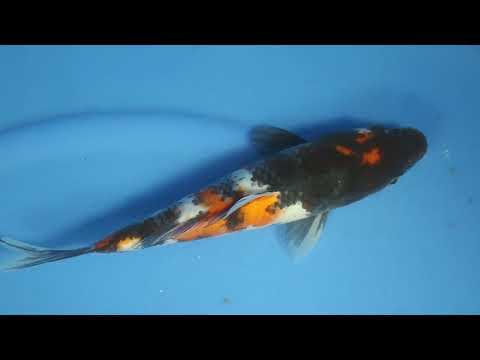 12. Showa 27cm Isa Koi Farm