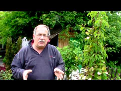 download lagu mp3 mp4 Actinidia Kolomikta, download lagu Actinidia Kolomikta gratis, unduh video klip Actinidia Kolomikta