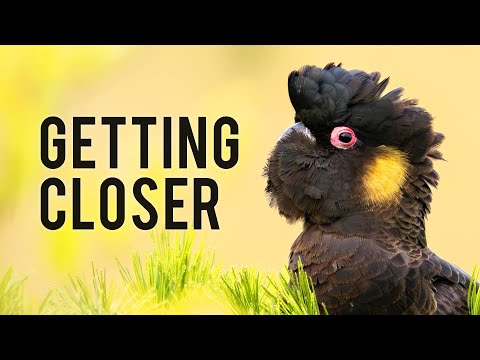 How to Approach Birds for Bird Photography 🦜