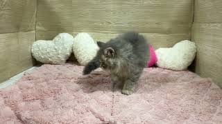 サイベリアンの動画01