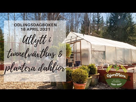 Utflytt av plantor till tunnelväxthuset & så planterar vi dahlior - Odlingsdagboken 18 April -2021