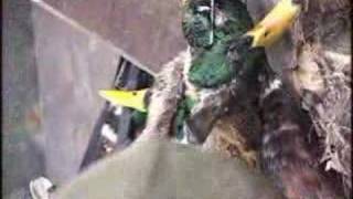 Fowl Pursuit 5 - Fowl Weather Daze - Trailer