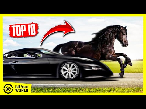, title : 'These 10 HORSE Breeds Can OUTRUN Your Car'