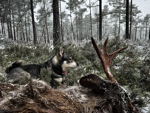 Jakt i Norden - Älg- och Vildsvinsjakt med Jämthund