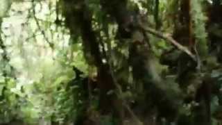 preview picture of video 'Dżungla La Amistad, Panama'