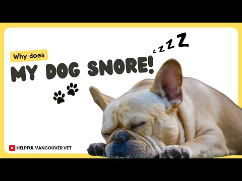 Brachycephalic syndrome explained well.  Or, why does my dog snore and how can I help?