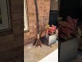 Dollar Tree DIY Halloween Witch Broom