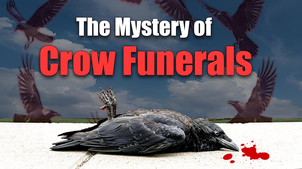 Why Do Crows Hold Funerals?
