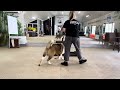 Акита Cameron ( 8.5 months) тренируется! Стойка и динамика