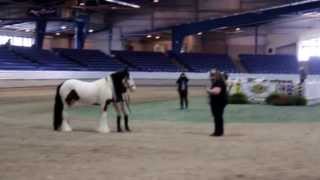 preview picture of video 'Spring Feathered Horse Classic 2013'