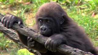 preview picture of video 'Gladys 9 Months Old - Cincinnati Zoo'