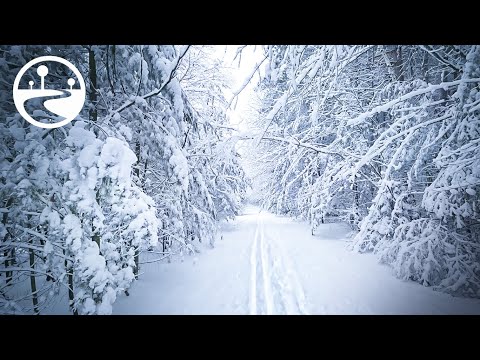 AMAZING Snowfall Winter Forest Walk for Relaxing & Stress Relief - ASMR Binaural Snow Sounds