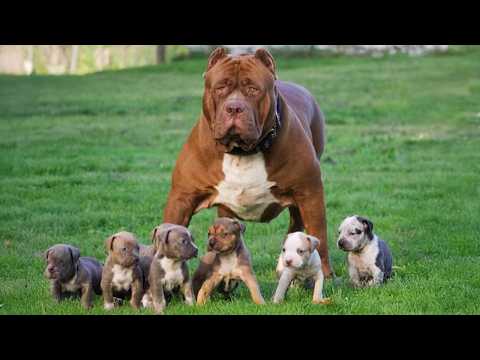 Protective Dog Mom Raising Her Puppies with Love ❤️🐶 Funny Dog Videos 2025