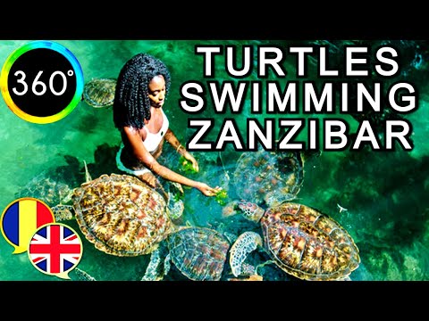 360° Video Swim With Turtles in Baraka Natural Aquarium Nungwi Beach Zanzibar Daniel Nelu TravelVlog
