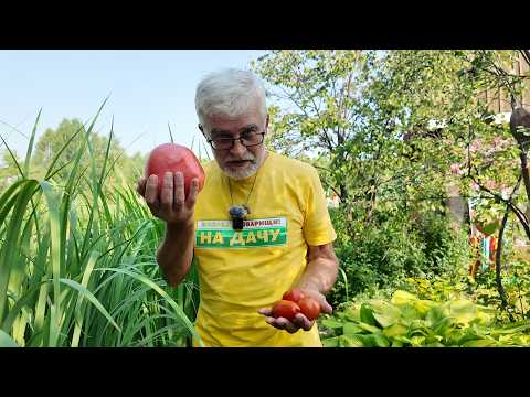 Вперёд, товарищи! На дачу! Выпуск от 14.07.26