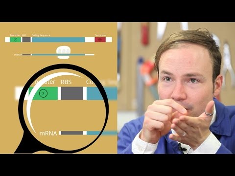 A Modular View of Gene Expression