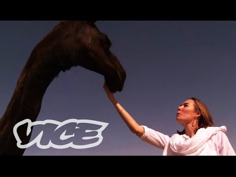 20 Camels Diqualified from Oman Beauty Contest for  Botox Fillers and Plastic Surgery