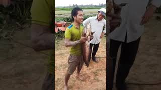 Download lagu SHORTS | IKAN GABUS MONSTER | CHANNA STRIATA TERBESAR YANG PERNAH DILIHAT mp3 Download lagu SHORTS | IKAN GABUS MONSTER | CHANNA STRIATA TERBESAR YANG PERNAH DILIHAT mp3