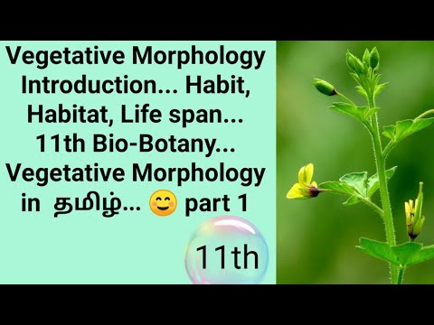 Vegetative Morphology Introduction... 11th Bio-Botany in tamil... 🙂