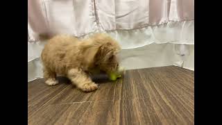 ハーフ犬の動画01