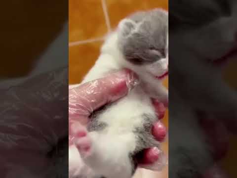 Cute and Funny Cats #shorts