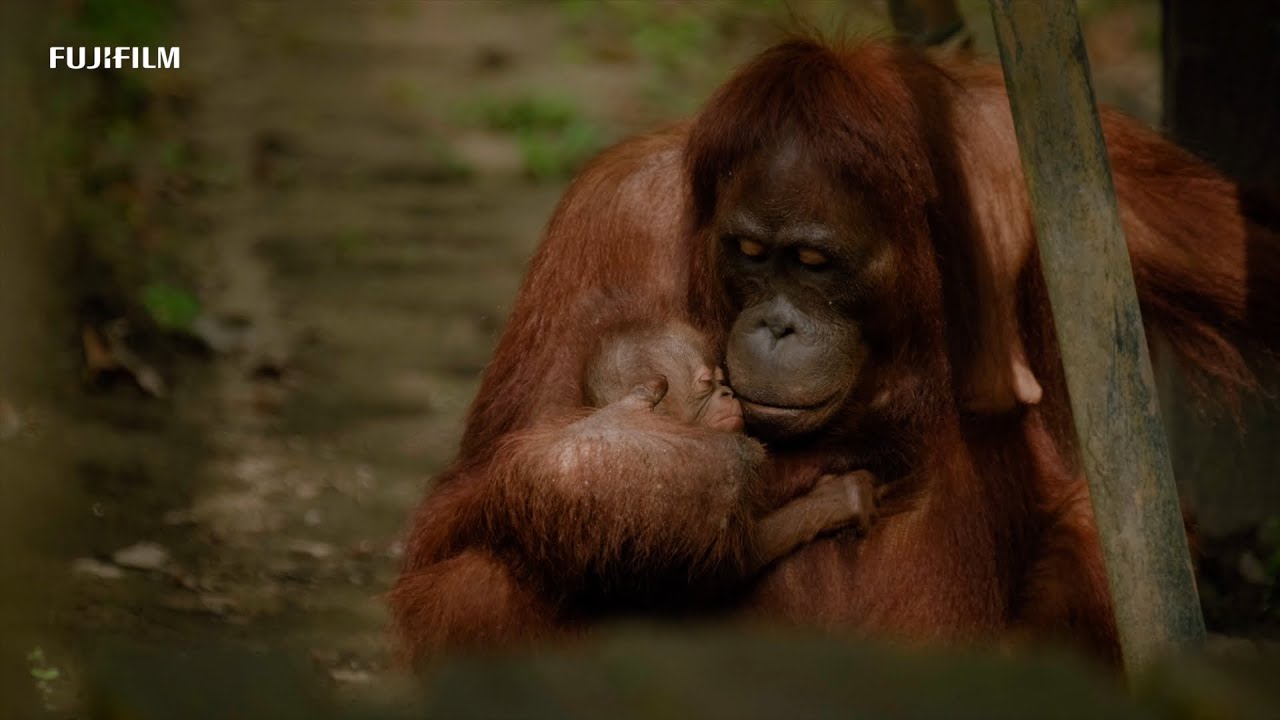 GFX100S: "Orangutan Sanctuary" x Beawiharta/ FUJIFILM