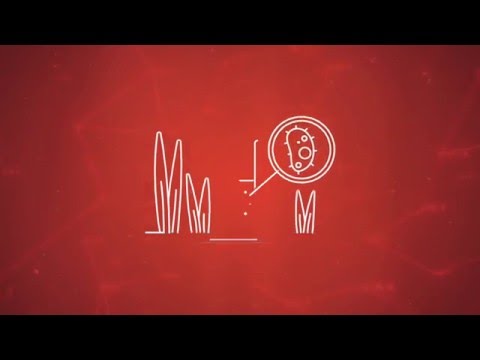 Bachelor of Science (Advanced) at the University of Sydney