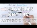 Circadian Rhythm Pathway Of Biological Clock