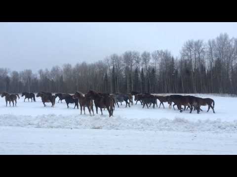 Крупные кони в Томской области