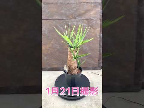 屋外のユッカを維持するにはどうすればよいですか?魔法の開花のチュートリアル!  庭園